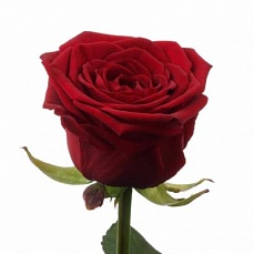 Роза Престиж: Роза Престиж 50 см.