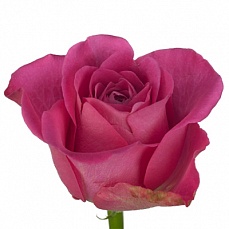 Роза H3O: Роза H3O 40 см.