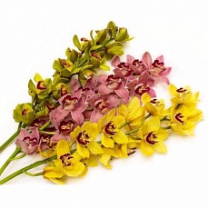 Орхидея Цимбидиум Микс: Орхидея Цимбидиум Микс 60 см.